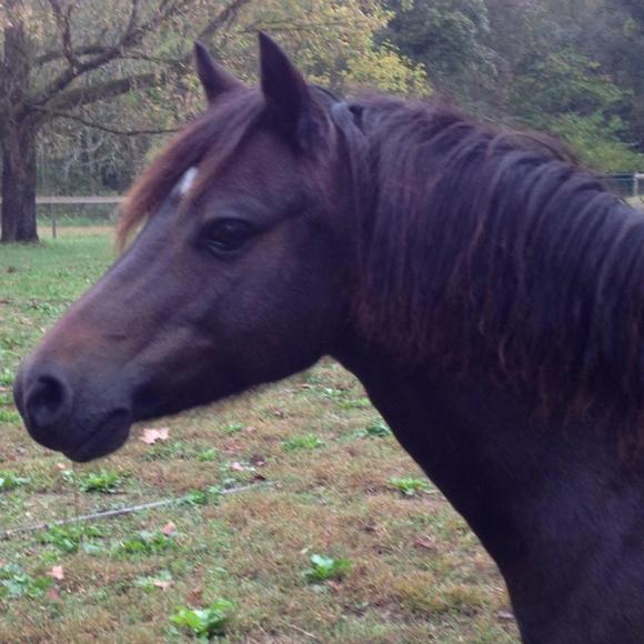 Meet your Posher, Jocelyn - Picture 1 of 1